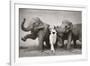 Dovima with Elephants, c.1955-Richard Avedon-Framed Art Print
