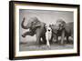 Dovima with Elephants, c.1955-Richard Avedon-Framed Art Print