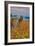 Down by the Sea Ranch-Vincent James-Framed Photographic Print