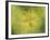 Down the More Troubling Bird-Paul Klee-Framed Giclee Print