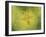 Down the More Troubling Bird-Paul Klee-Framed Giclee Print