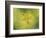 Down the More Troubling Bird-Paul Klee-Framed Giclee Print