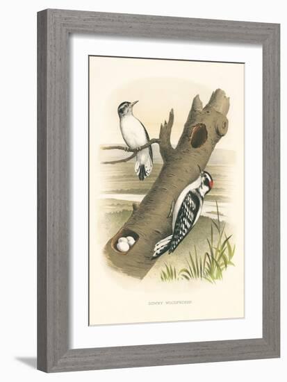 Downey Woodpecker Nest and Eggs-null-Framed Art Print