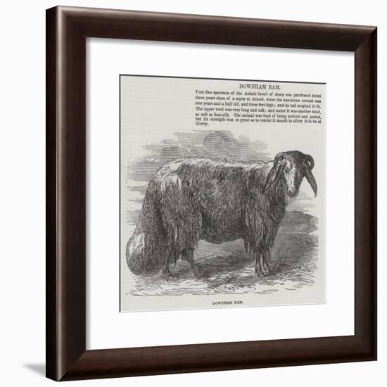 Downham Ram-null-Framed Giclee Print