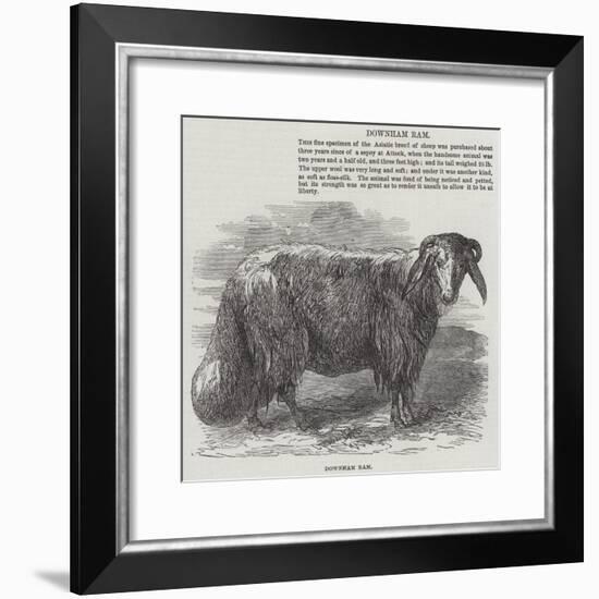 Downham Ram-null-Framed Giclee Print