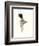 Downton Animals III-Grace Popp-Framed Art Print