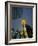 Downtown Los Angeles, Civic Center Area, California, USA-Stuart Westmoreland-Framed Photographic Print