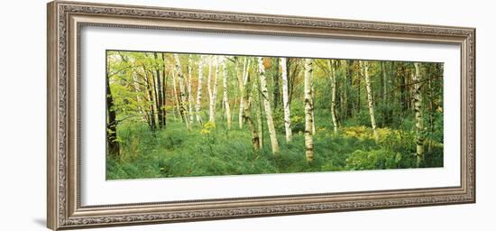 Downy Birch (Betula Pubescens) Trees in a Forest, Wild Gardens of Acadia, Acadia National Park-null-Framed Photographic Print