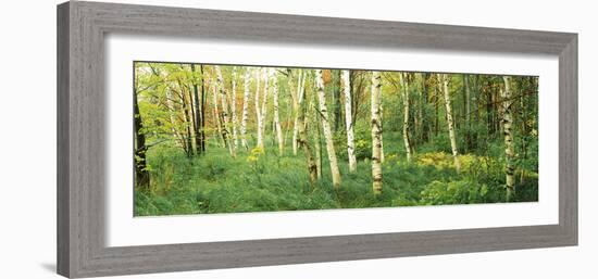 Downy Birch (Betula Pubescens) Trees in a Forest, Wild Gardens of Acadia, Acadia National Park-null-Framed Photographic Print