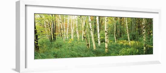 Downy Birch (Betula Pubescens) Trees in a Forest, Wild Gardens of Acadia, Acadia National Park-null-Framed Photographic Print