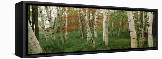 Downy Birch (Betula Pubescens) Trees in a Forest, Wild Gardens of Acadia, Acadia National Park-null-Framed Stretched Canvas