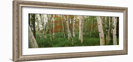 Downy Birch (Betula Pubescens) Trees in a Forest, Wild Gardens of Acadia, Acadia National Park-null-Framed Photographic Print