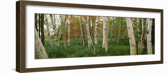 Downy Birch (Betula Pubescens) Trees in a Forest, Wild Gardens of Acadia, Acadia National Park-null-Framed Photographic Print