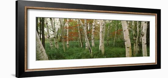 Downy Birch (Betula Pubescens) Trees in a Forest, Wild Gardens of Acadia, Acadia National Park-null-Framed Photographic Print