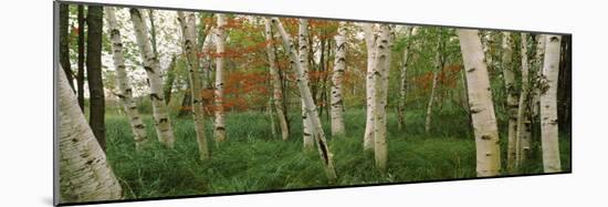 Downy Birch (Betula Pubescens) Trees in a Forest, Wild Gardens of Acadia, Acadia National Park-null-Mounted Photographic Print
