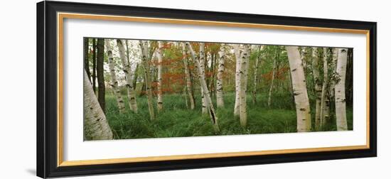 Downy Birch (Betula Pubescens) Trees in a Forest, Wild Gardens of Acadia, Acadia National Park-null-Framed Photographic Print