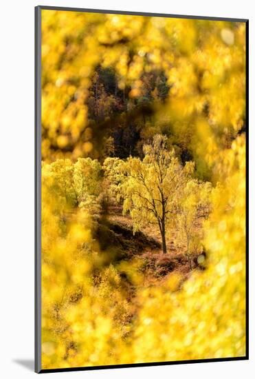 Downy birch changing to autumn colours, Scotland-Nick Garbutt-Mounted Photographic Print