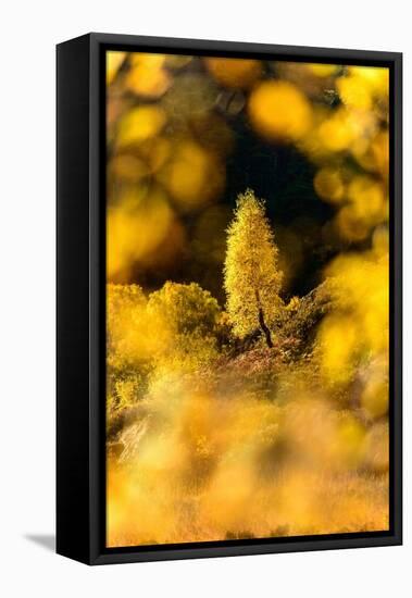 Downy birch changing to autumn colours, Scottish Highlands-Nick Garbutt-Framed Premier Image Canvas