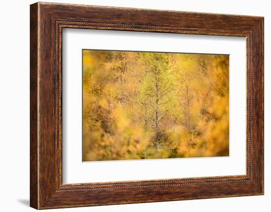 Downy birch changing to autumn colours, Scottish Highlands-Nick Garbutt-Framed Photographic Print