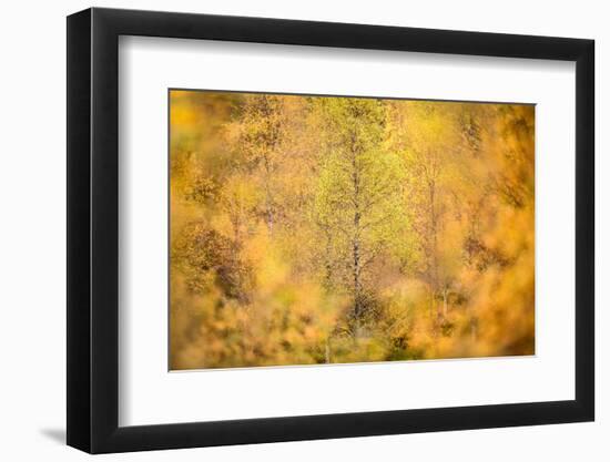 Downy birch changing to autumn colours, Scottish Highlands-Nick Garbutt-Framed Photographic Print