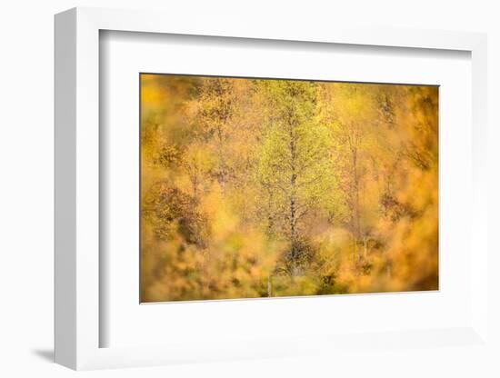 Downy birch changing to autumn colours, Scottish Highlands-Nick Garbutt-Framed Photographic Print