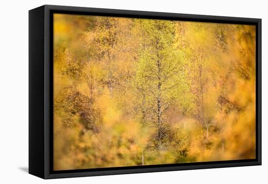 Downy birch changing to autumn colours, Scottish Highlands-Nick Garbutt-Framed Premier Image Canvas