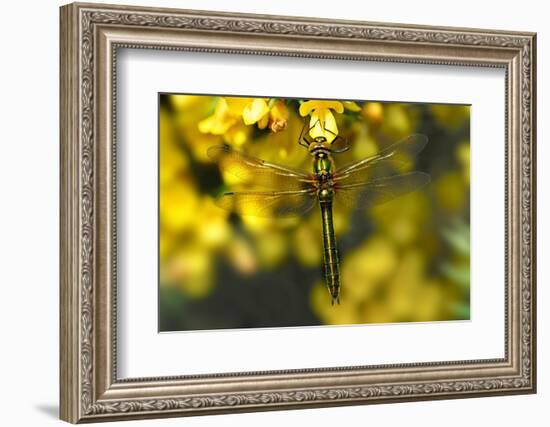 Downy Emerald dragonfly at rest on flowering Gorse, UK-Colin Varndell-Framed Photographic Print