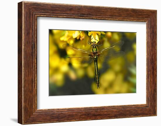 Downy Emerald dragonfly at rest on flowering Gorse, UK-Colin Varndell-Framed Photographic Print