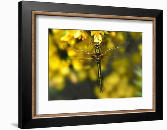 Downy Emerald dragonfly at rest on flowering Gorse, UK-Colin Varndell-Framed Photographic Print