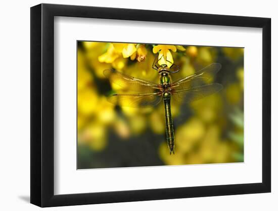 Downy Emerald dragonfly at rest on flowering Gorse, UK-Colin Varndell-Framed Photographic Print