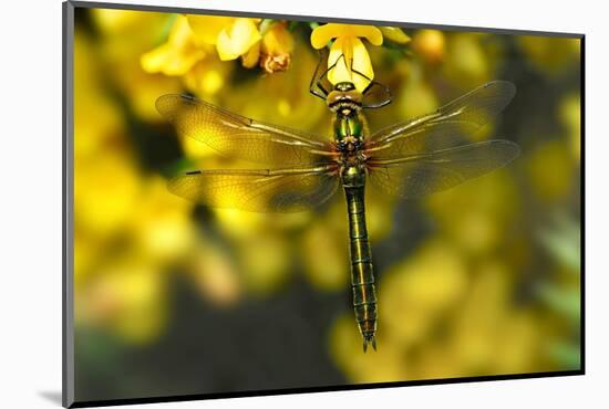 Downy Emerald dragonfly at rest on flowering Gorse, UK-Colin Varndell-Mounted Photographic Print