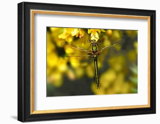 Downy Emerald dragonfly at rest on flowering Gorse, UK-Colin Varndell-Framed Photographic Print