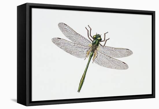 Downy Emerald Dragonfly (Cordulia Aenea), Corduliidae. Artwork by Sandra Pond-null-Framed Premier Image Canvas