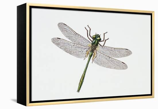 Downy Emerald Dragonfly (Cordulia Aenea), Corduliidae. Artwork by Sandra Pond-null-Framed Premier Image Canvas