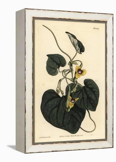 Downy Leaved Birthwort, Aristolochia Tomentosa-Sydenham Teast Edwards-Framed Premier Image Canvas
