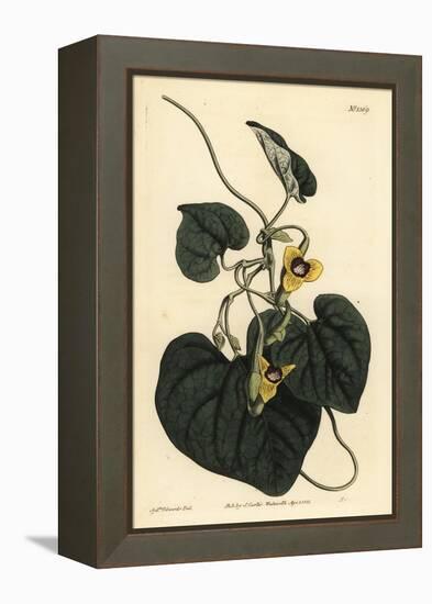 Downy Leaved Birthwort, Aristolochia Tomentosa-Sydenham Teast Edwards-Framed Premier Image Canvas