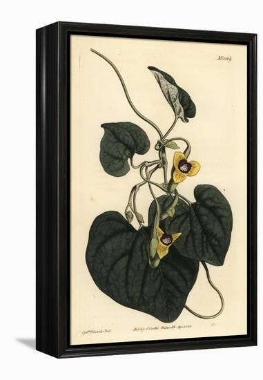 Downy Leaved Birthwort, Aristolochia Tomentosa-Sydenham Teast Edwards-Framed Premier Image Canvas