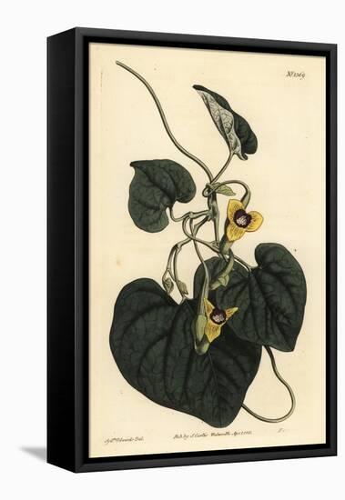 Downy Leaved Birthwort, Aristolochia Tomentosa-Sydenham Teast Edwards-Framed Premier Image Canvas