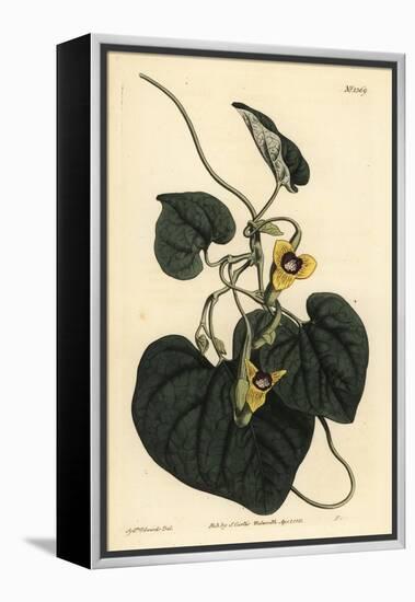 Downy Leaved Birthwort, Aristolochia Tomentosa-Sydenham Teast Edwards-Framed Premier Image Canvas