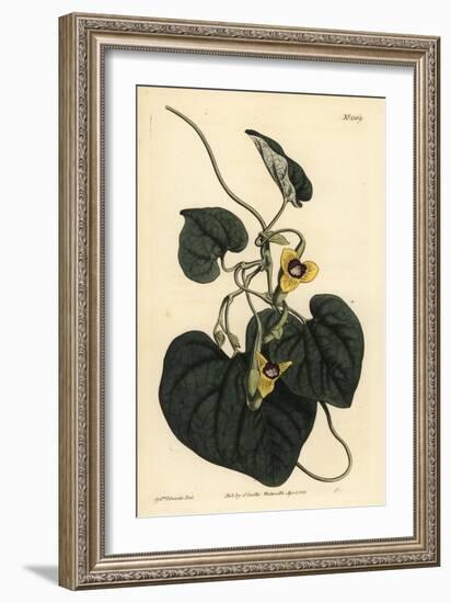 Downy Leaved Birthwort, Aristolochia Tomentosa-Sydenham Teast Edwards-Framed Giclee Print