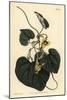 Downy Leaved Birthwort, Aristolochia Tomentosa-Sydenham Teast Edwards-Mounted Giclee Print