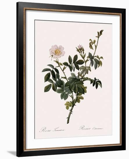 Downy Rose-Pierre Joseph Redoute-Framed Giclee Print