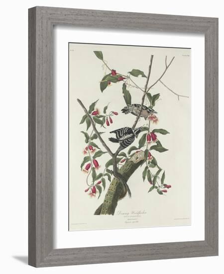 Downy Woodpecker, 1831-John James Audubon-Framed Giclee Print