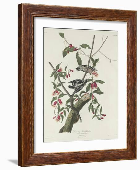 Downy Woodpecker, 1831-John James Audubon-Framed Giclee Print