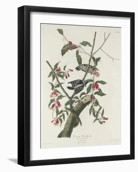 Downy Woodpecker, 1831-John James Audubon-Framed Giclee Print