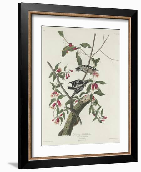 Downy Woodpecker, 1831-John James Audubon-Framed Giclee Print