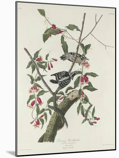 Downy Woodpecker, 1831-John James Audubon-Mounted Giclee Print