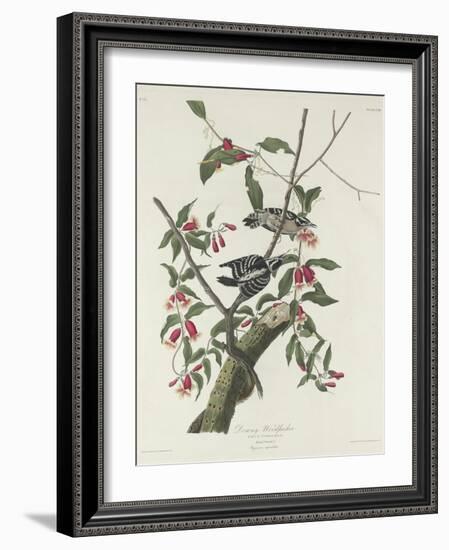 Downy Woodpecker, 1831-John James Audubon-Framed Giclee Print