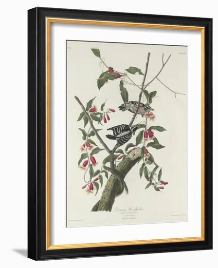 Downy Woodpecker, 1831-John James Audubon-Framed Giclee Print