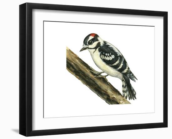 Downy Woodpecker (Dendrocopus Pubescens), Birds-Encyclopaedia Britannica-Framed Art Print